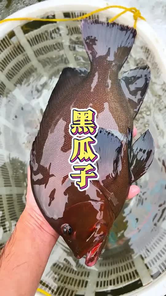 野生黑瓜子味道也太绝了
