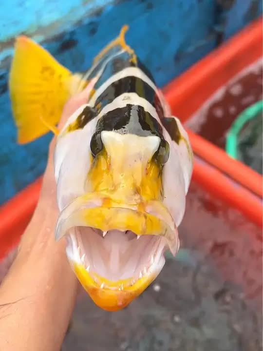 这是石斑鱼中的劳斯莱斯,东星斑在它面前只能算小弟