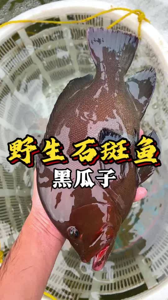 野生黑瓜子,石斑鱼中的隐形高富帅