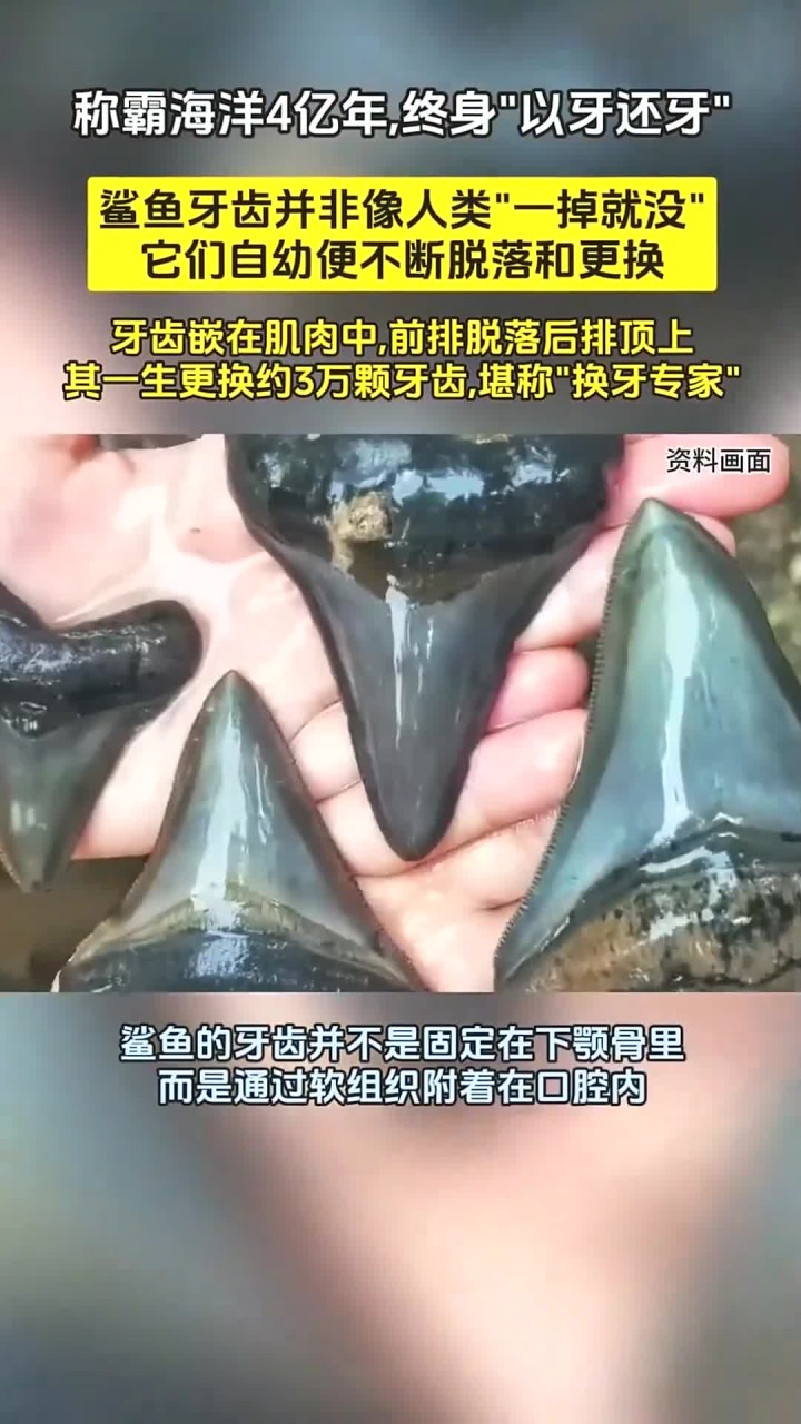 称霸海洋4亿年,终身“以牙还牙”!鲨鱼的牙齿究竟有什么秘密?