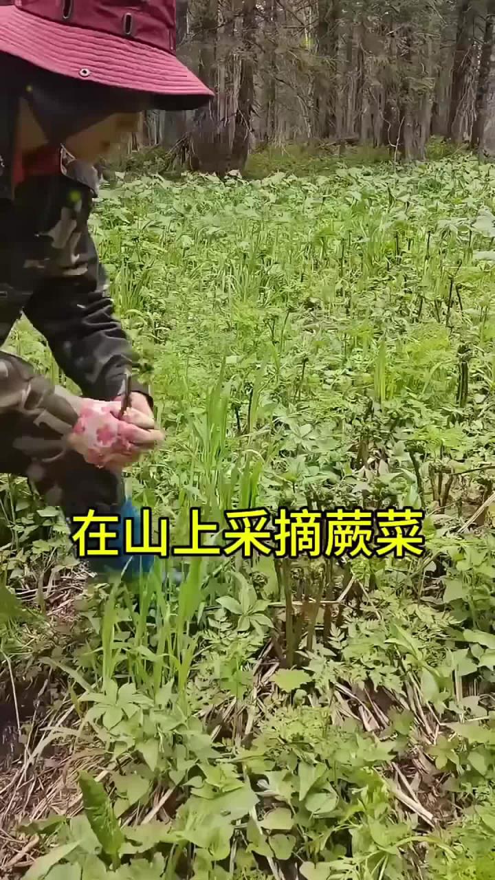 在山上采摘蕨菜