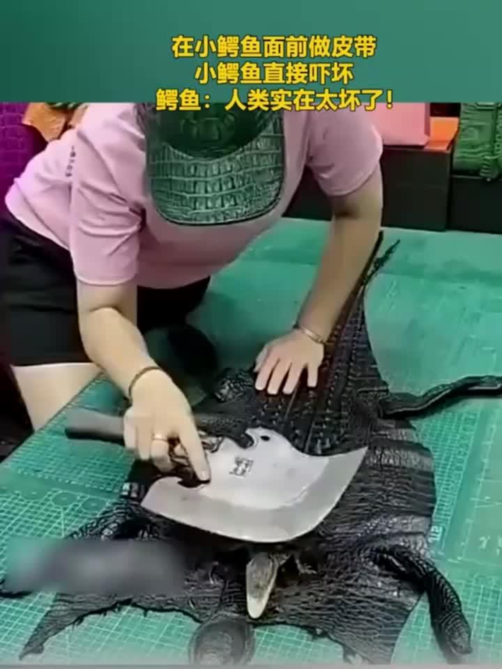 女子在小鳄鱼面前做皮带，把小鳄鱼都吓坏了