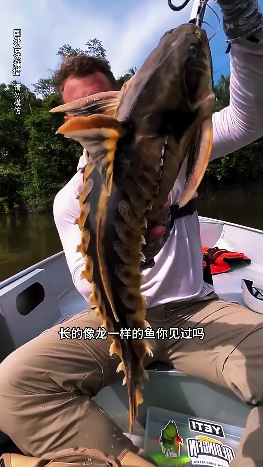 像龙一样得鱼你见过吗?