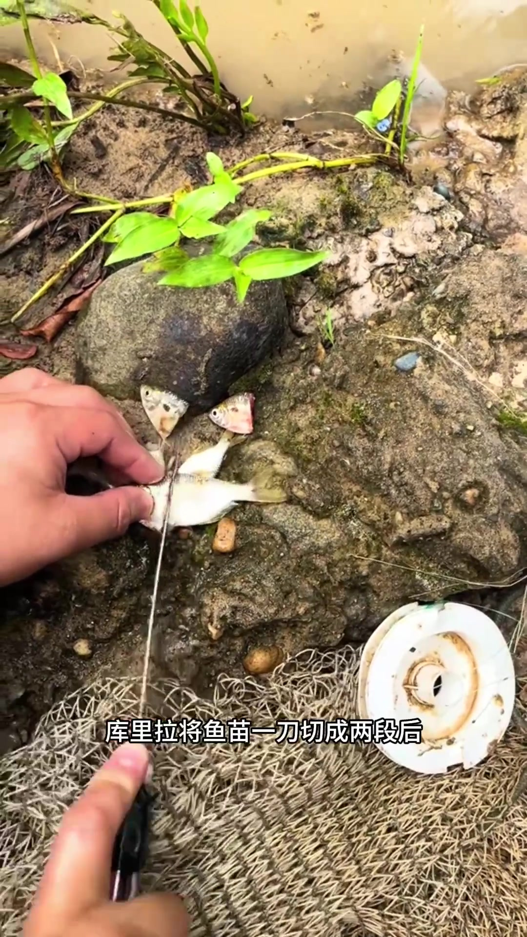 户外捕鱼:渔民在户外撒网捕鱼收获数条小鱼!