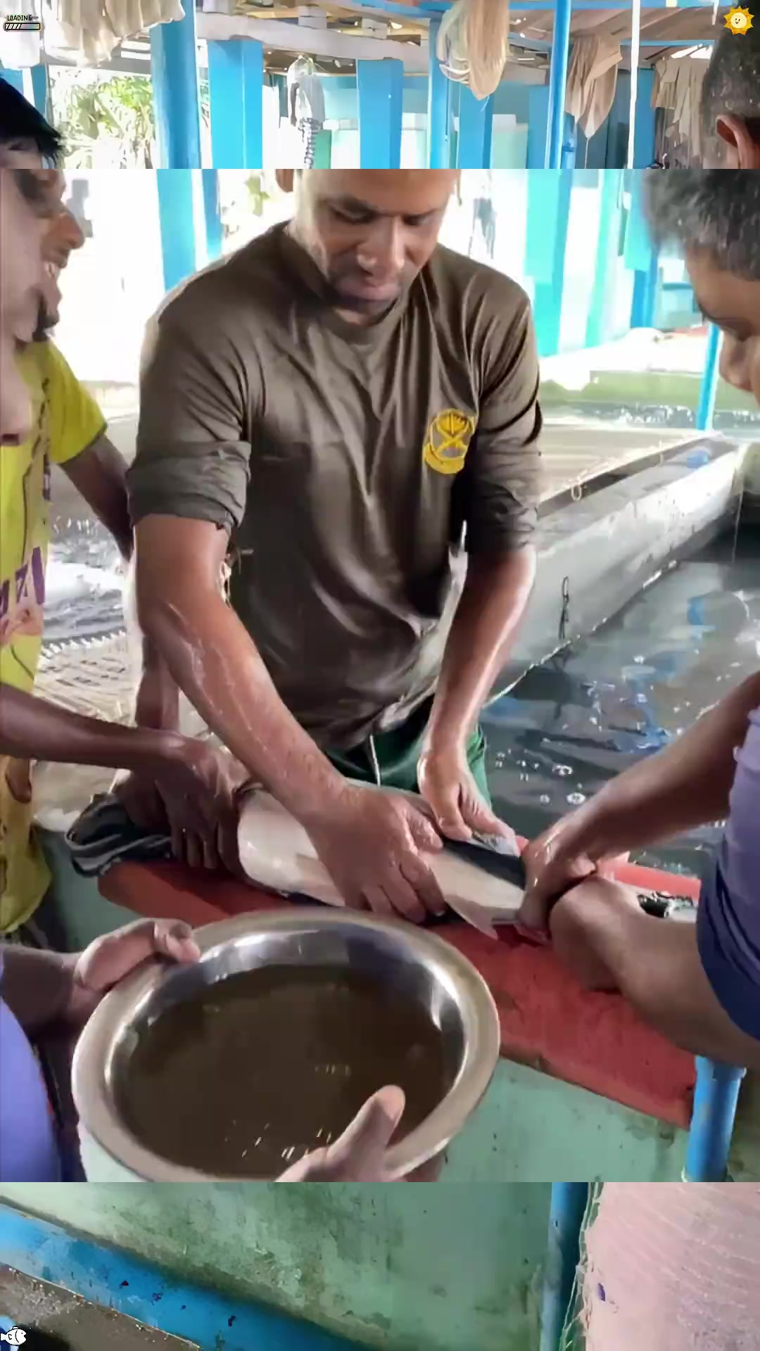 渔民帮鲢鱼传宗接代,这也是一门技术活啊!