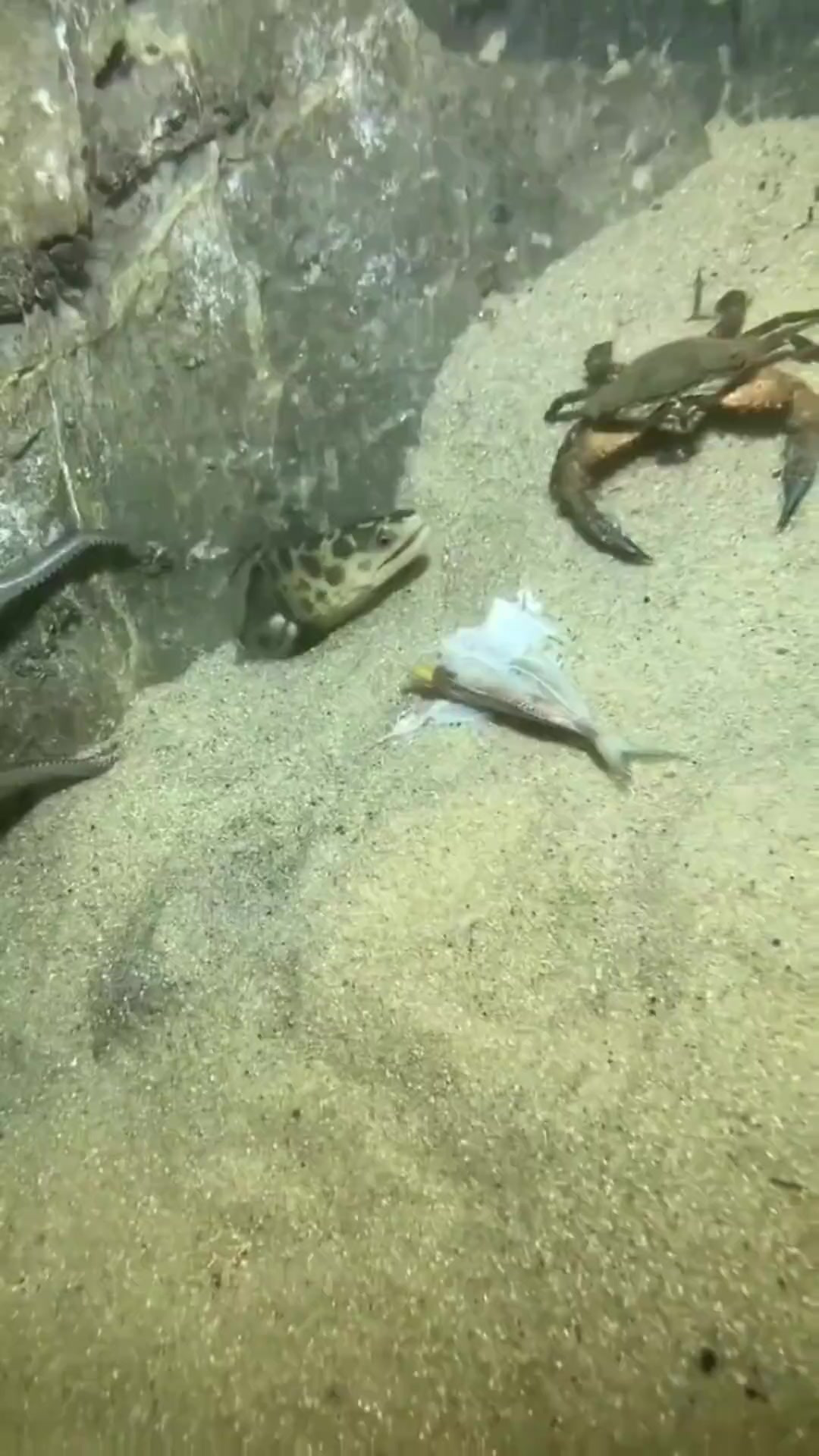 渔民海底抓海鳗,最后被海鳗气的发抖!