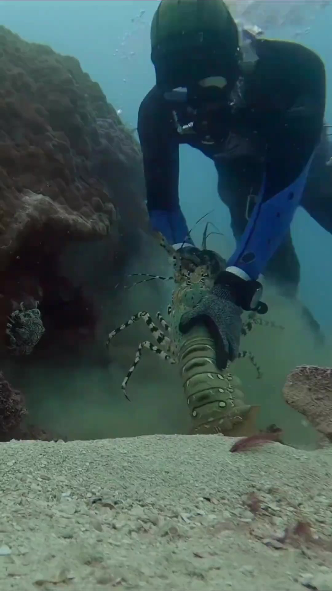 渔民在海里抓龙虾一只比一只大,简直太刺激了!