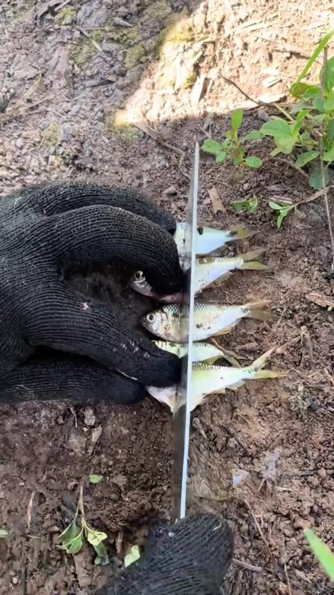 户外捕鱼：男人在户外小河中撒网捕鱼！