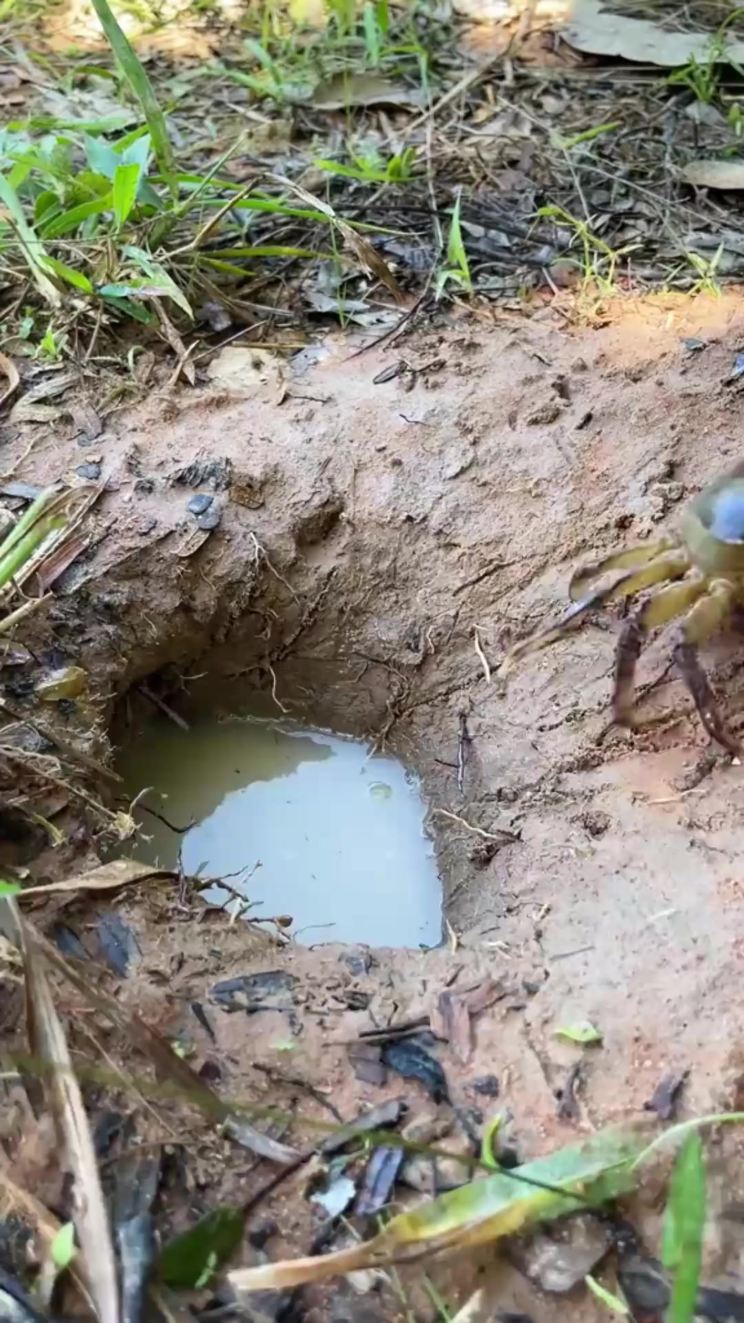 户外捕鱼:男人在野外洞穴用鸡蛋抓青蟹!