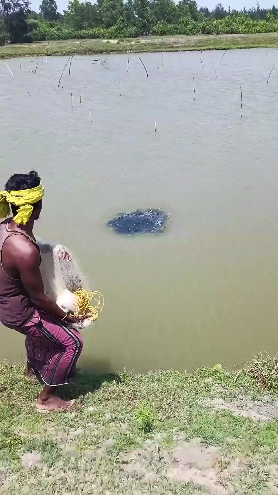 户外捕鱼:农村小伙来到池塘撒网捕鱼抓螃蟹
