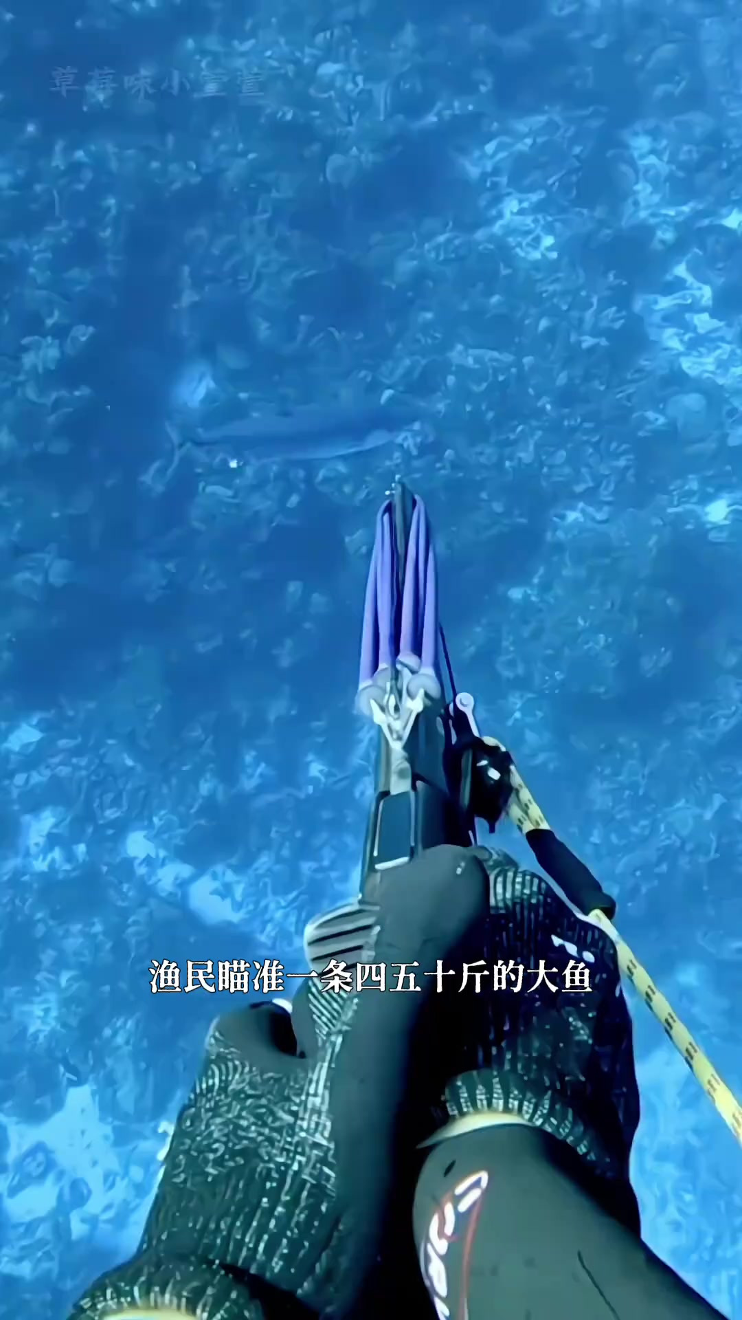 渔民海底捕捉狗牙金枪鱼，一条鱼的价值高达2000！