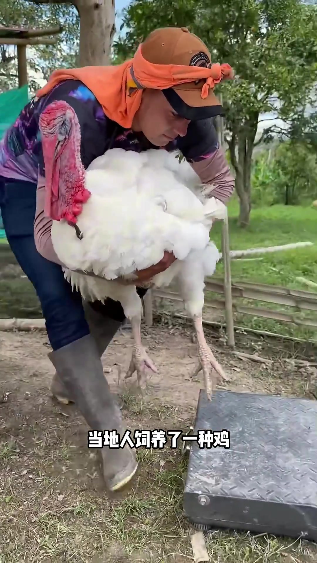 美国当地人饲养了一种鸡，这种鸡名叫火鸡