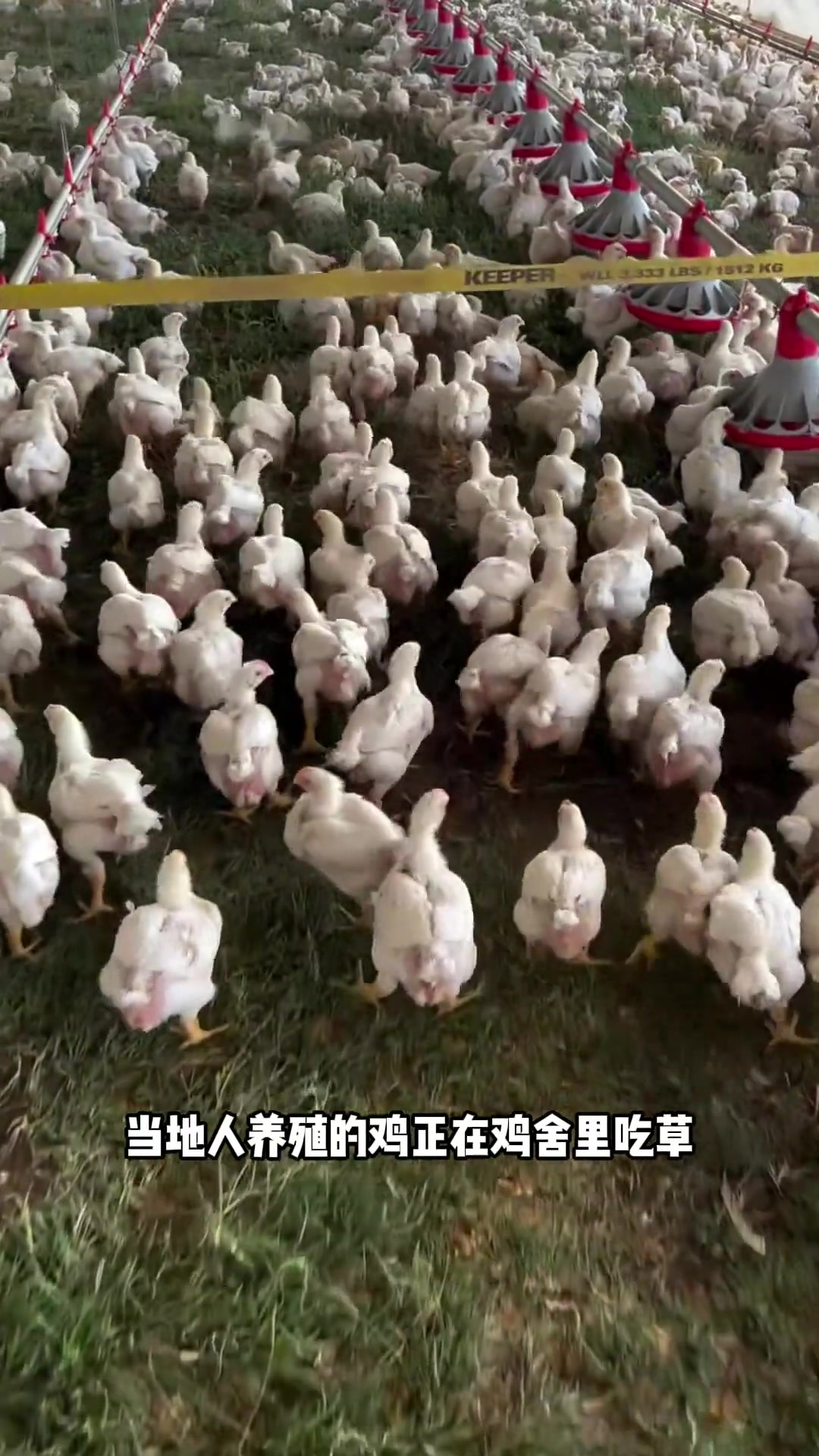 这是一种移动鸡舍,可以让鸡不断的吃到新鲜的牧草!