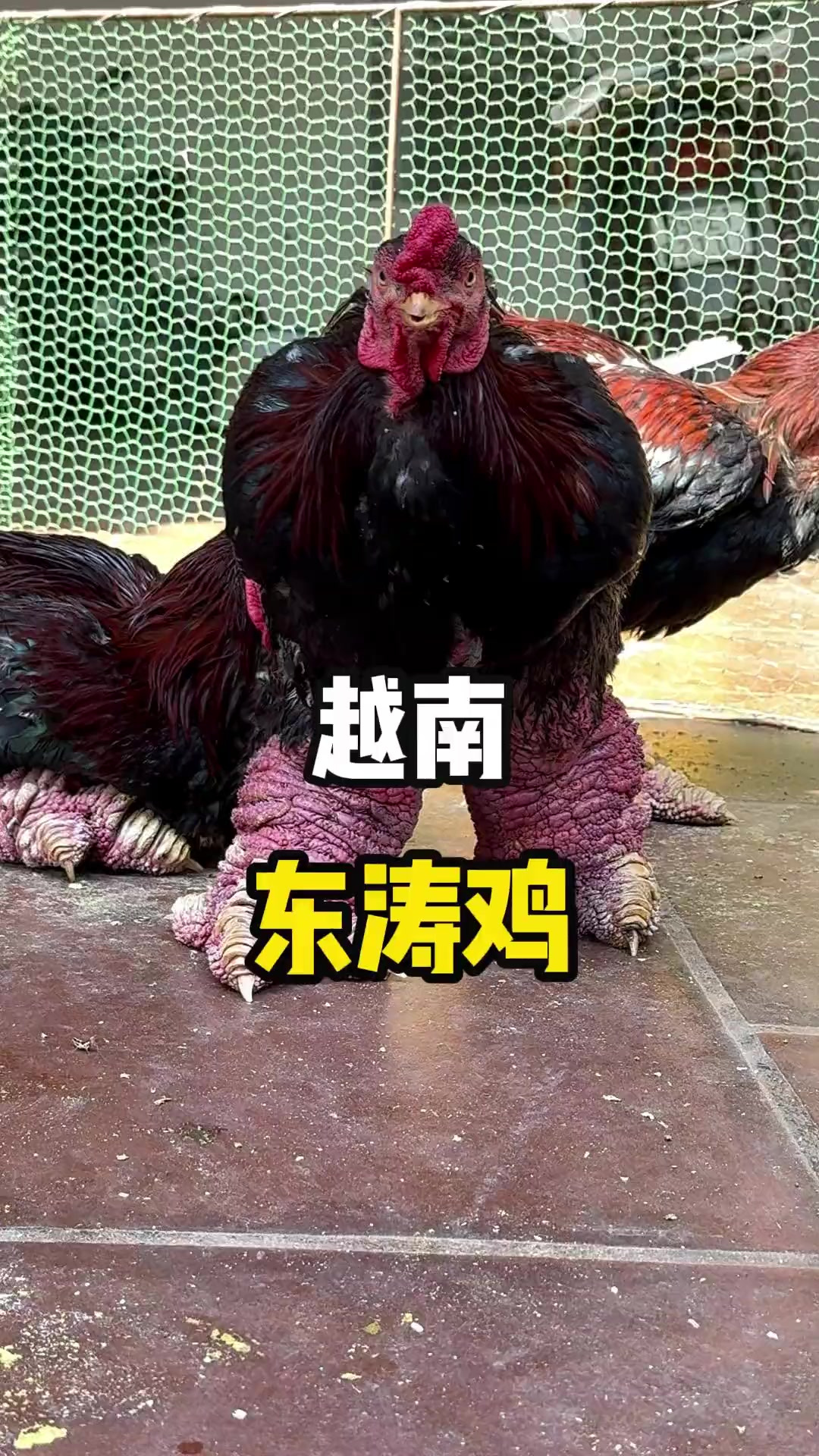 越南当地人饲养了一种独特的鸡,这种鸡的鸡脚异常肥大!