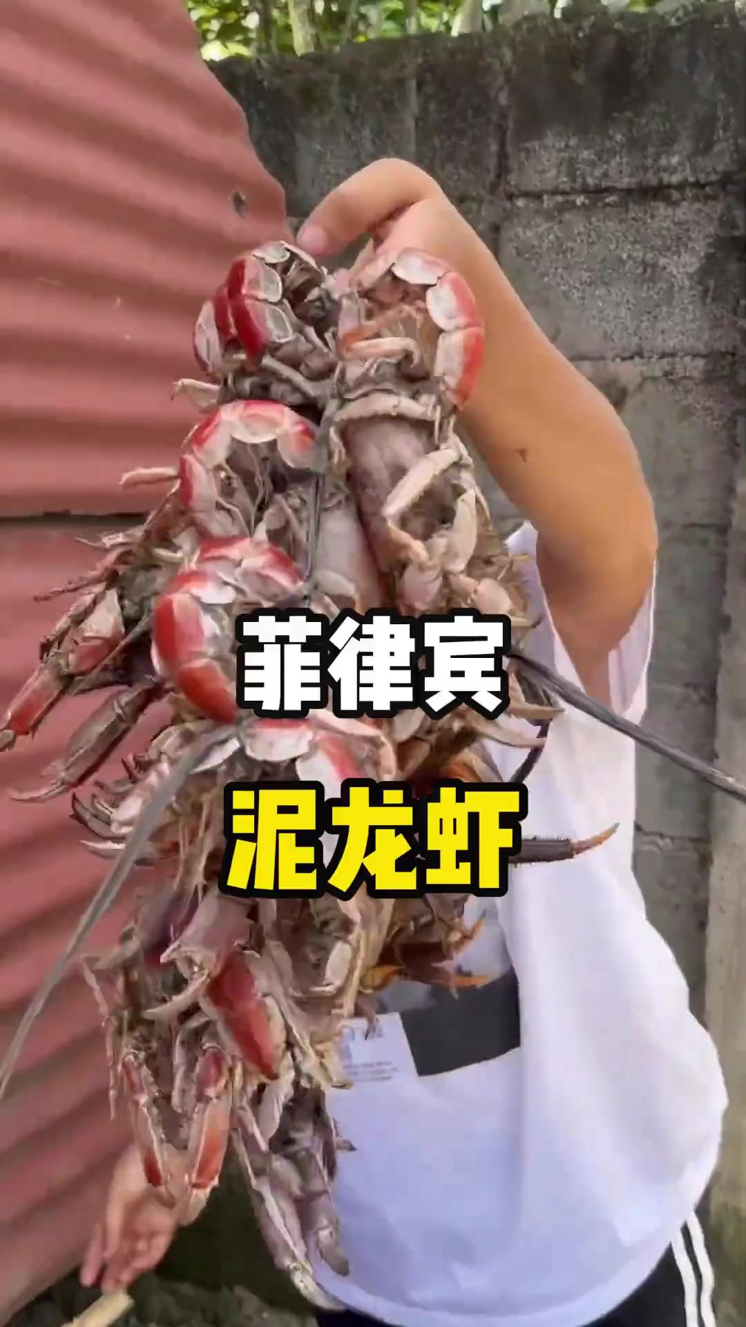 是菲律宾当地人在泥滩上捉虾,他们捉的这种虾叫泥龙虾