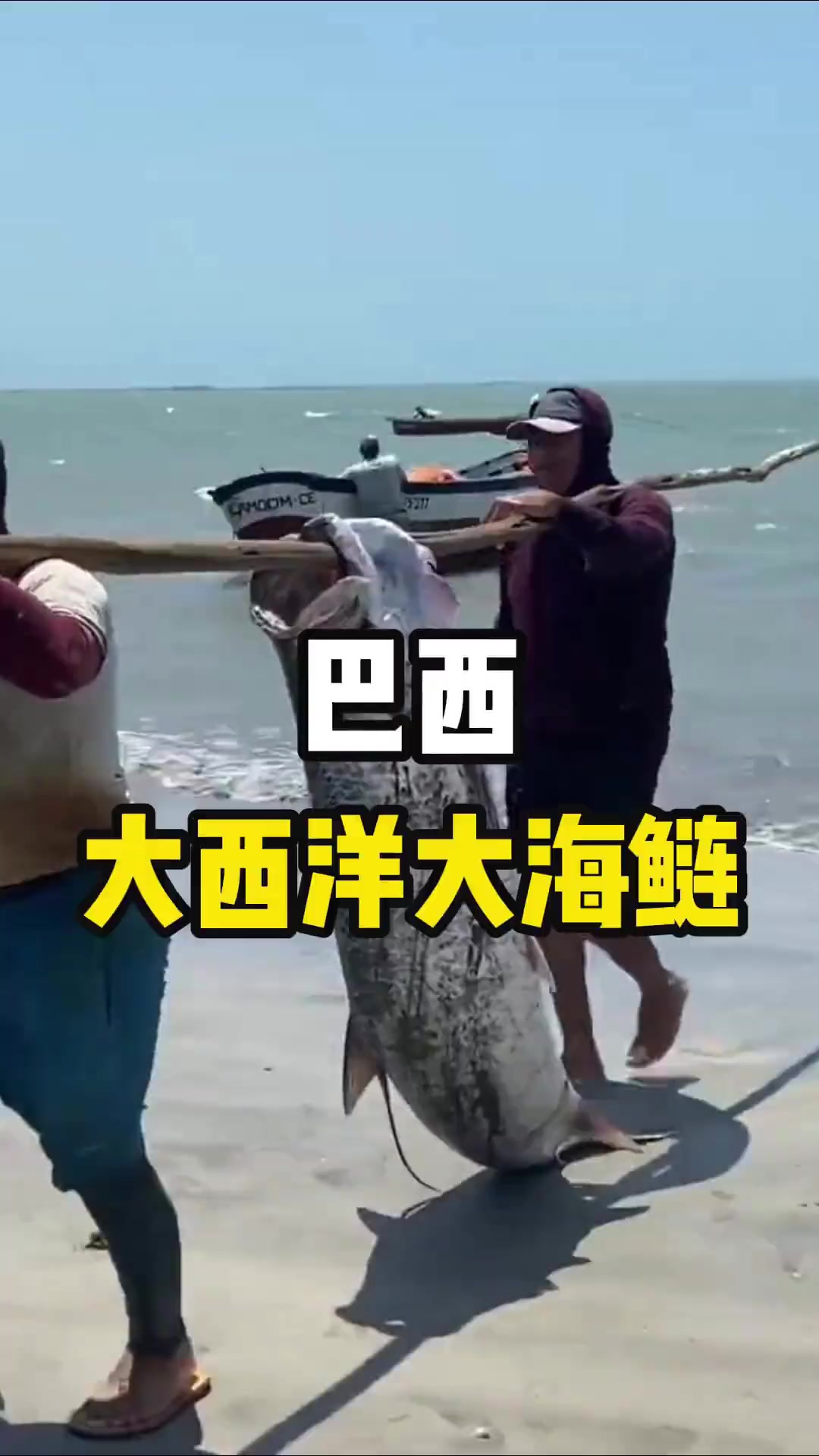 巴西大西洋大海鲢,体长可达2.5米,鱼鳞有大用途!