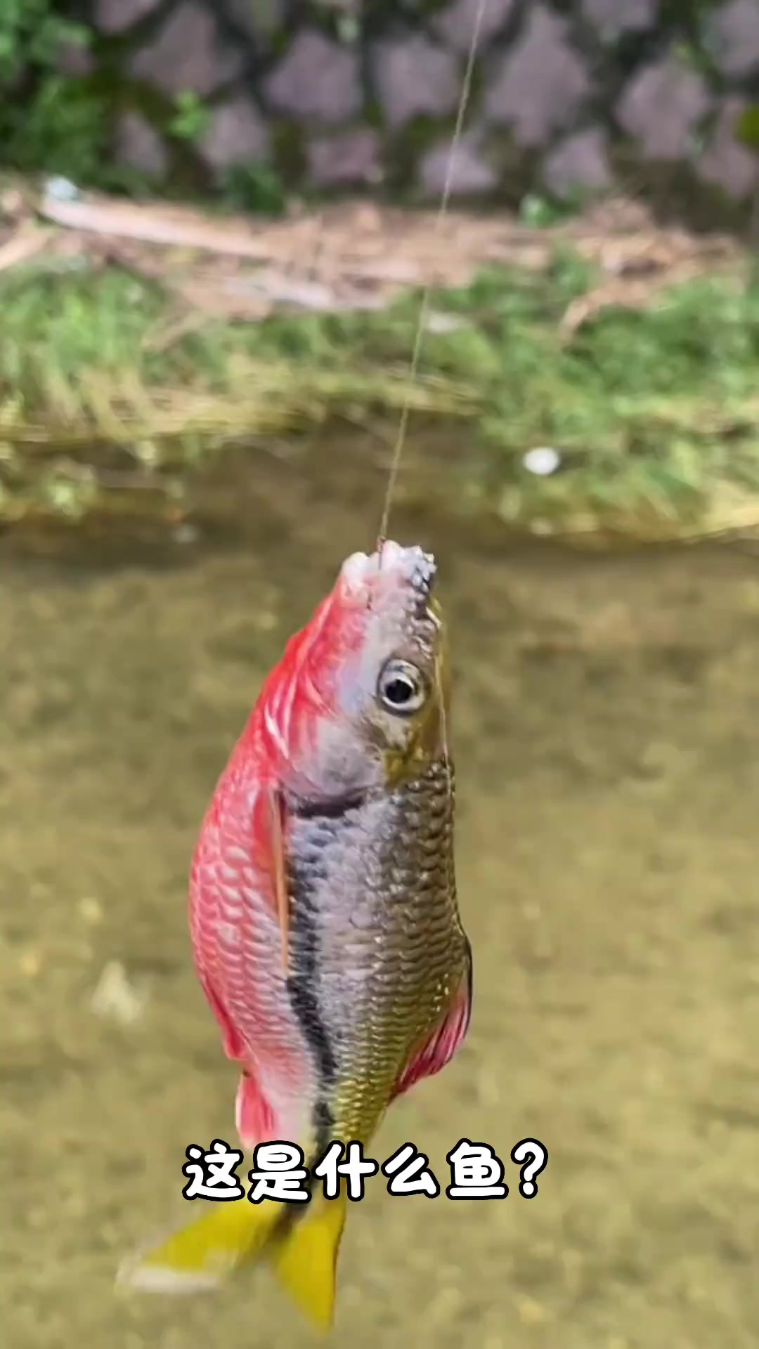分享科普一些农村常见的溪流鱼