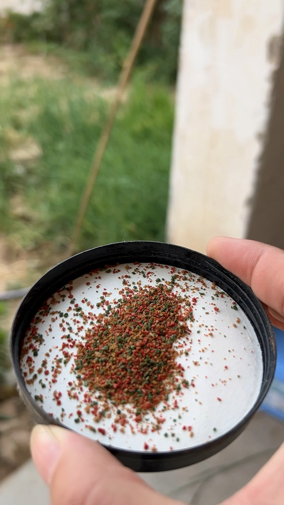 童年不同样,我的乌龟呢