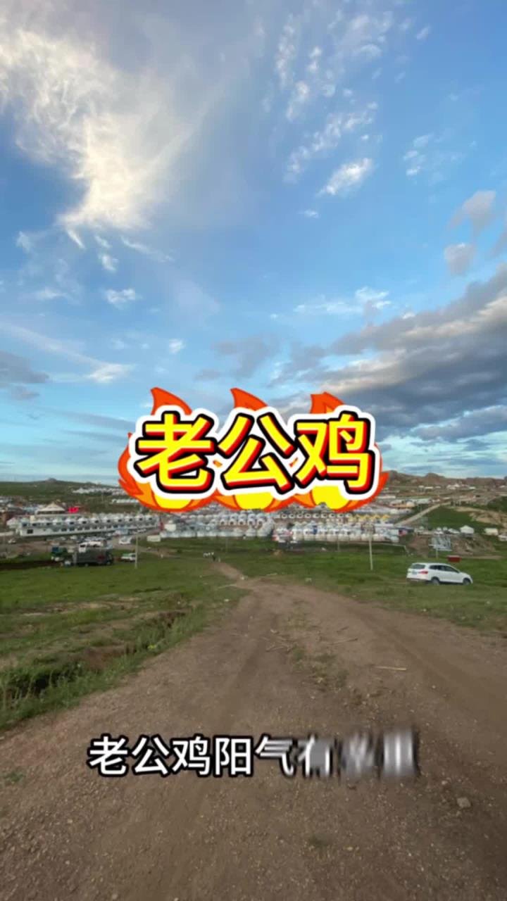 老公鸡