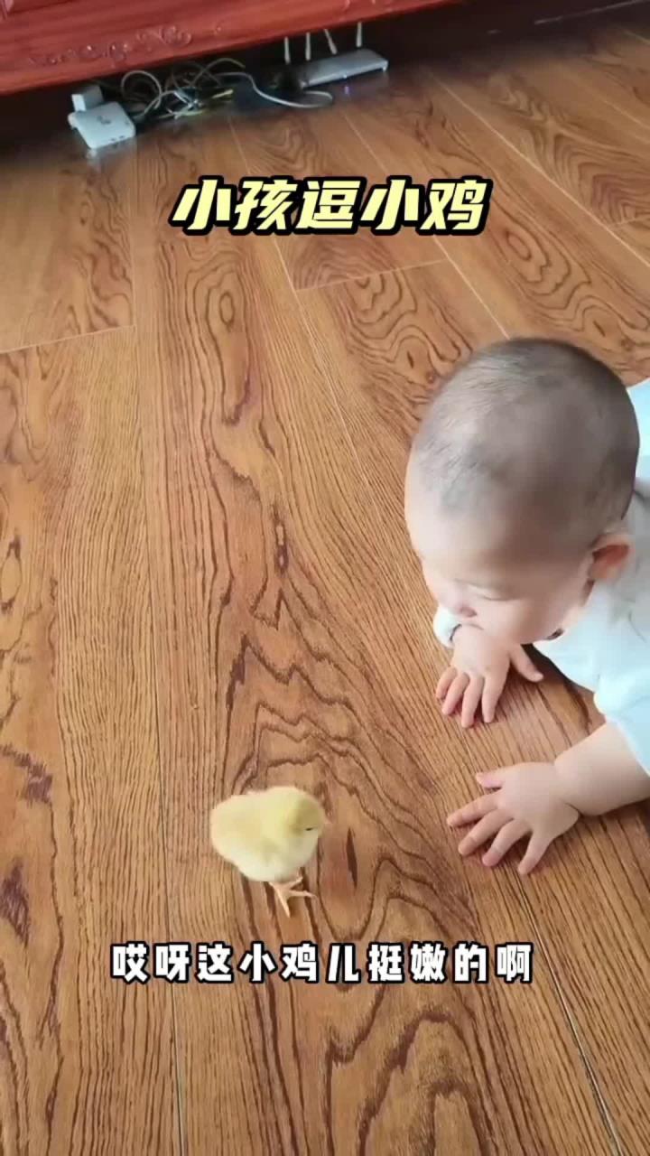 小孩逗小鸡