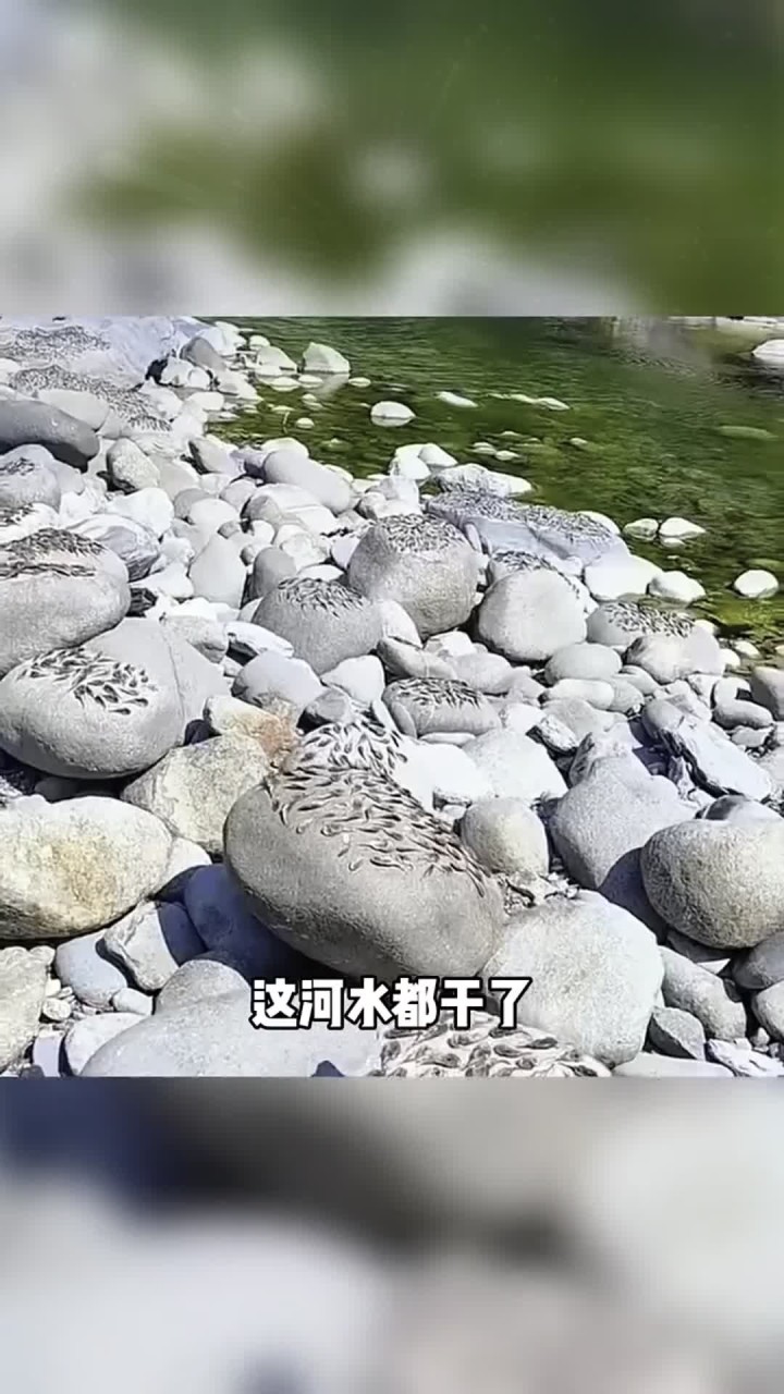 谁在这晒的鱼干
