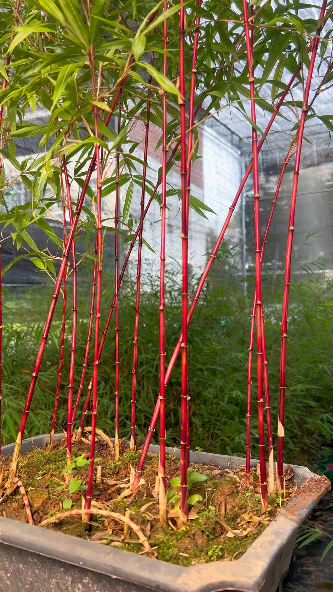 这么红的竹子你见过吗?#竹子#红寒竹#绿植盆栽