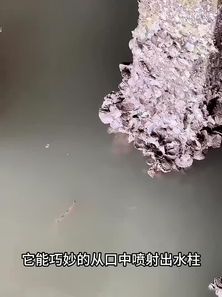 射水鱼,会喷水的鱼