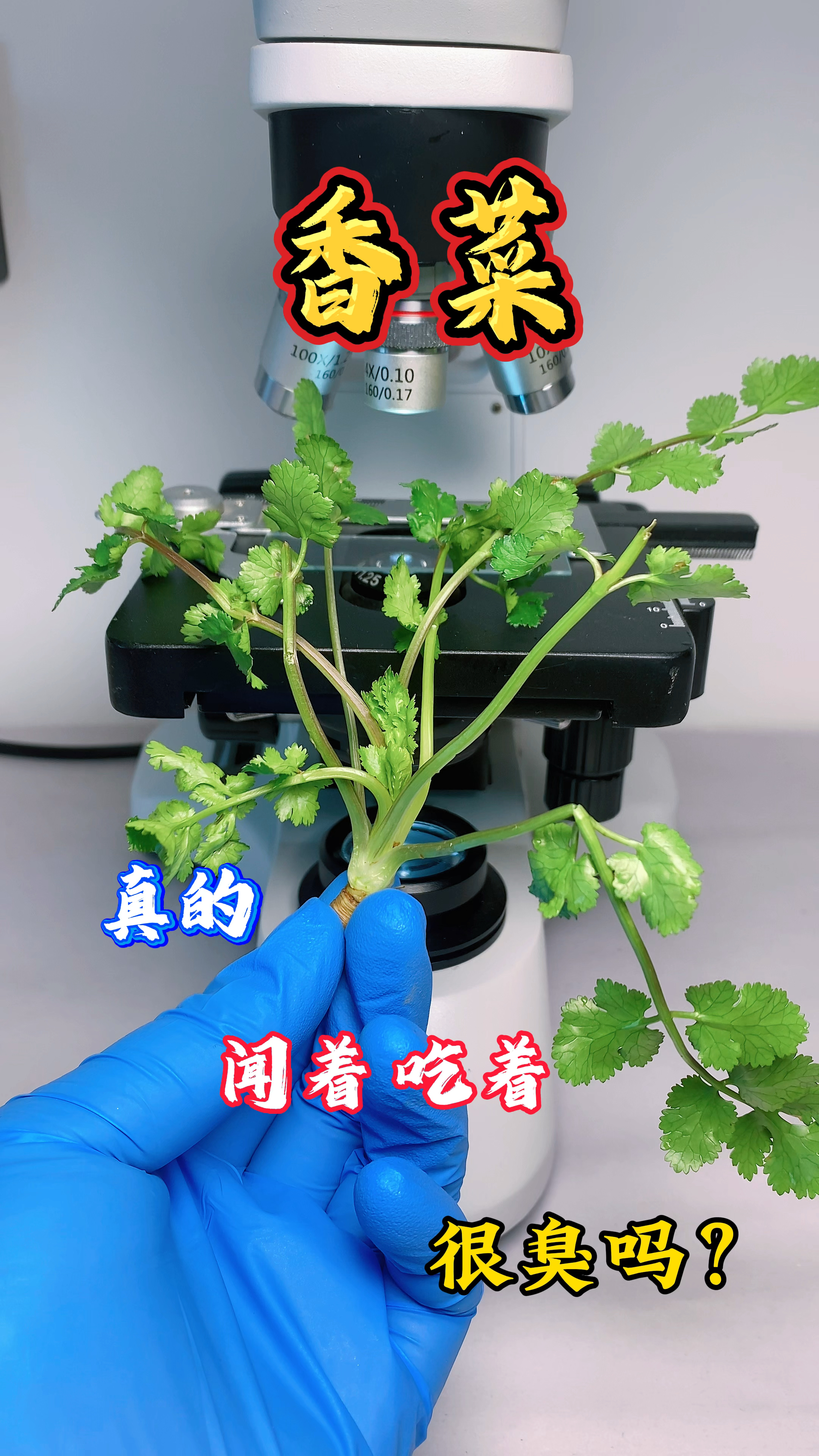 香菜真的是臭的吗?