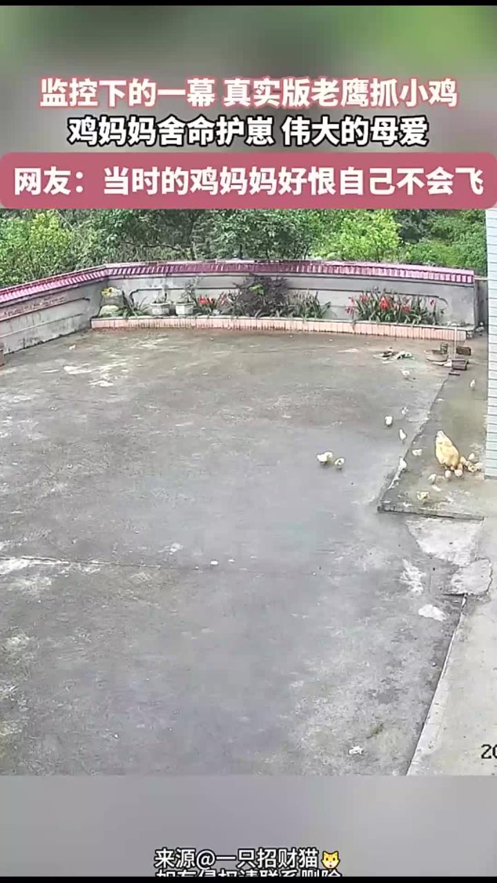 监控下的一幕,真实版老鹰抓小鸡,鸡妈妈舍命护崽,伟大的母爱