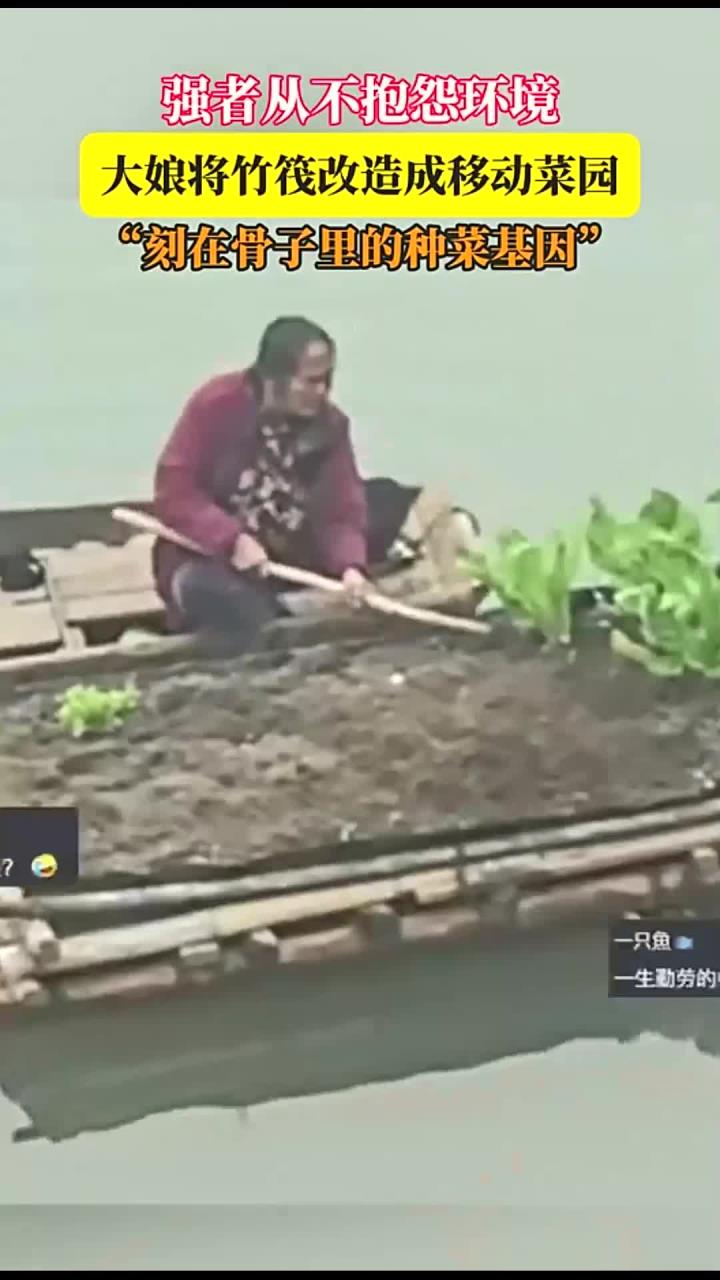 强者从不抱怨环境,大娘将竹筏改造成移动菜园,刻在骨子里的种