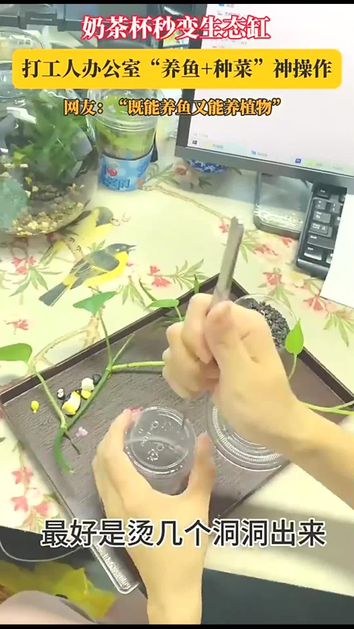 奶茶杯秒变生态缸,打工人办公室“养鱼+种菜”神操作