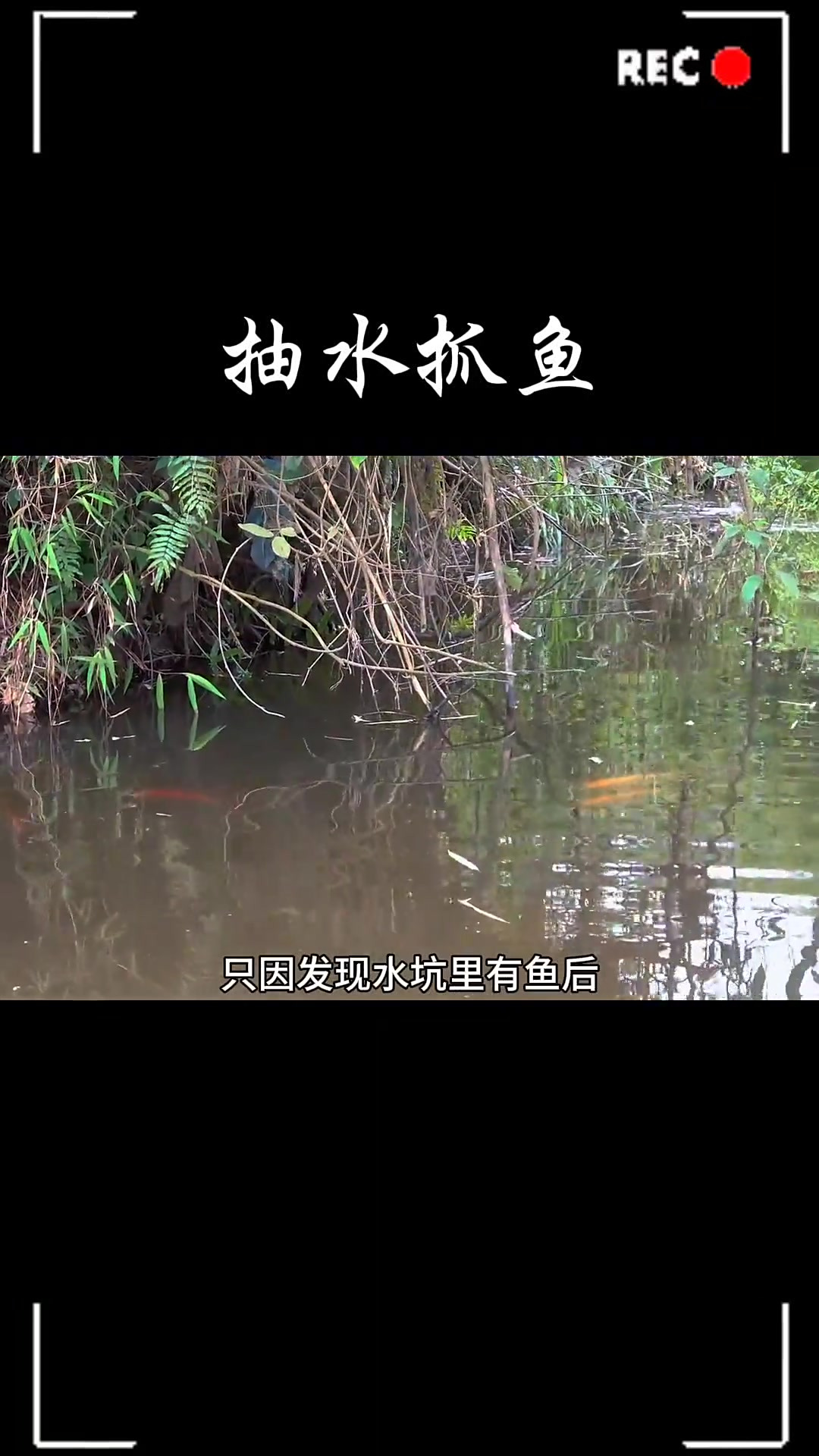 美女发现野外水坑里有鱼，就背来抽水机抽水抓鱼！