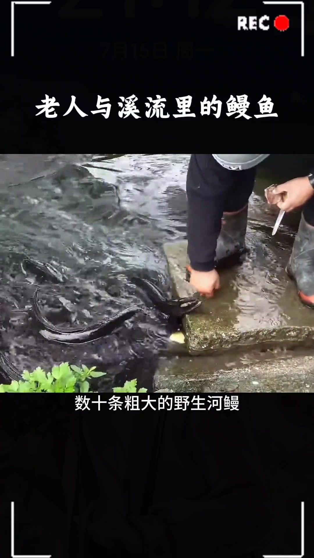 老人在溪流里发现成群结队的野生鳗鱼，这壮观的场面令人羡慕！
