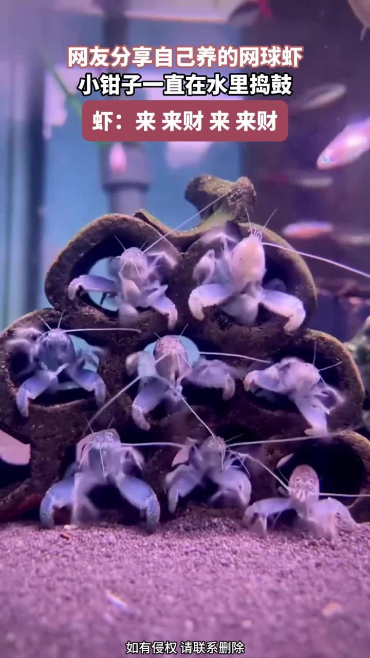 网友分享自己养的网球虾,小钳子一直在水里捣鼓,整齐划一