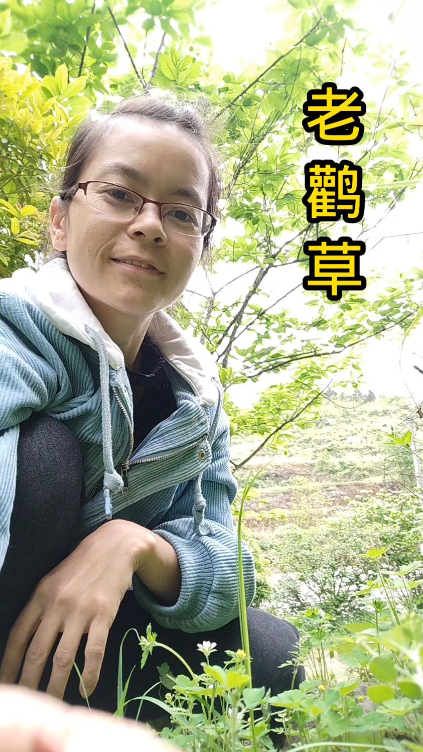 被老人称为“除湿之王”的老鹳草,你认识吗