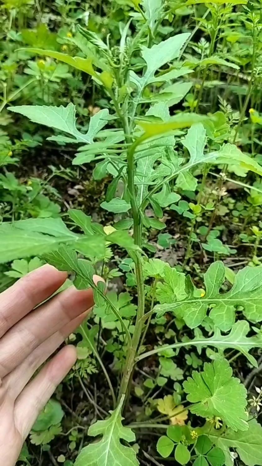 旧时被称为“救命菜”的泥胡菜,你认识吗