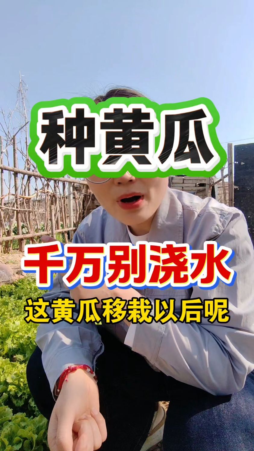 种黄瓜千万别浇水