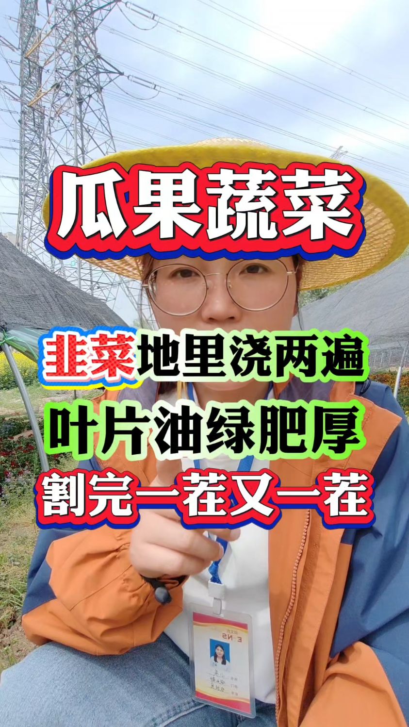 韭菜地里浇两遍,叶片油绿肥厚