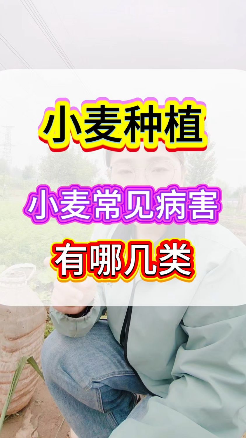 小麦常见病害有哪几类