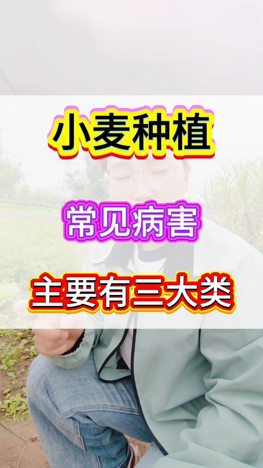 小麦种植常见病害