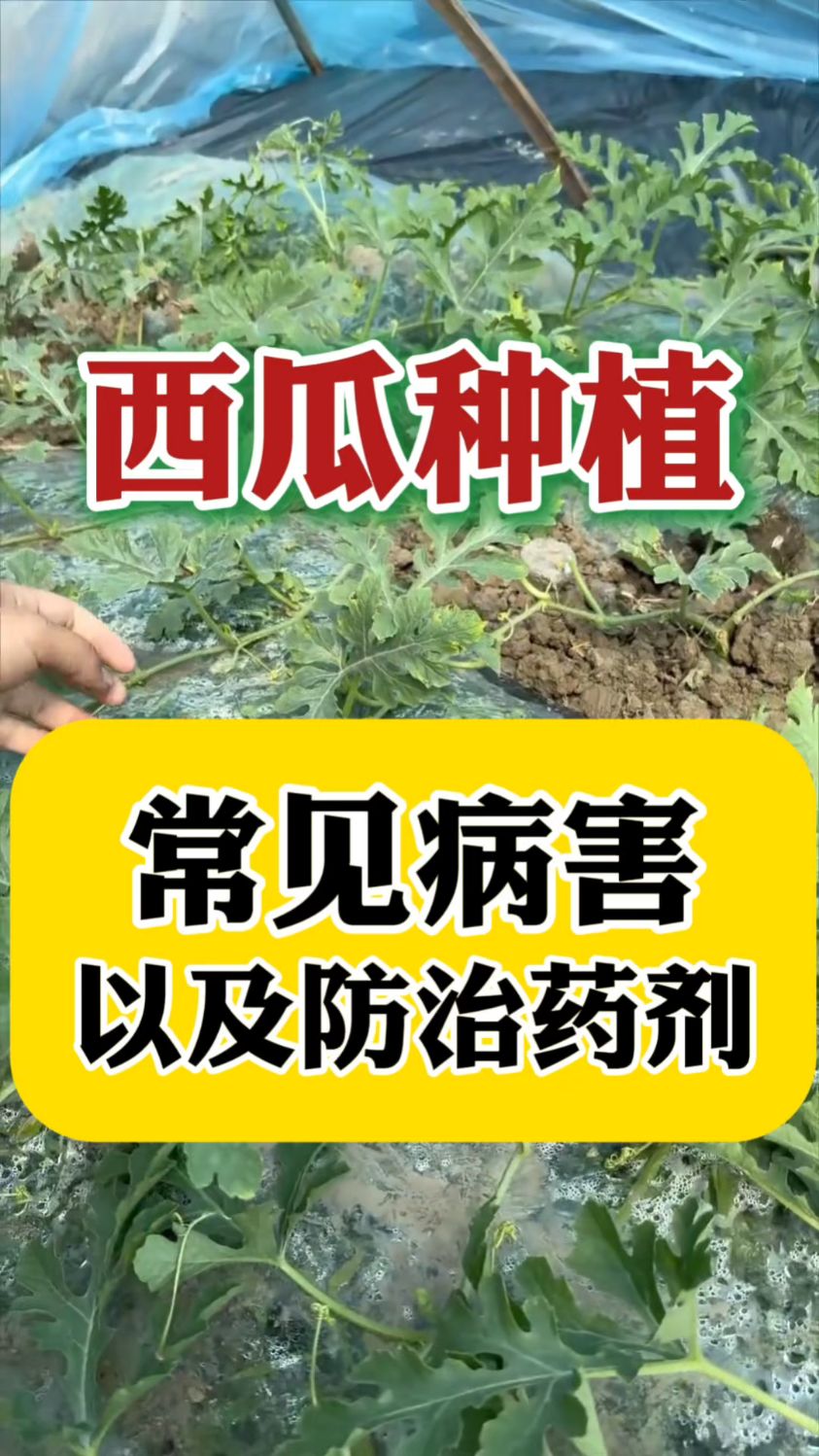西瓜常见病害防治药剂
