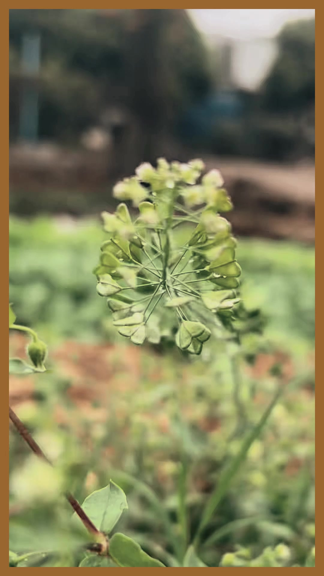 三月三是民间传统吃荠菜花煮鸡蛋日子，你们知道吃了有什么好吗？