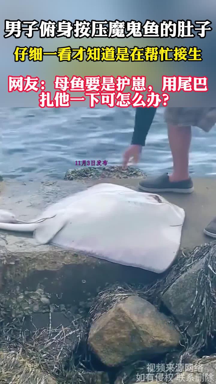 男子按压魔鬼鱼肚子,原来是在帮忙接生,网友:我怕这个母鱼用尾巴扎他一下