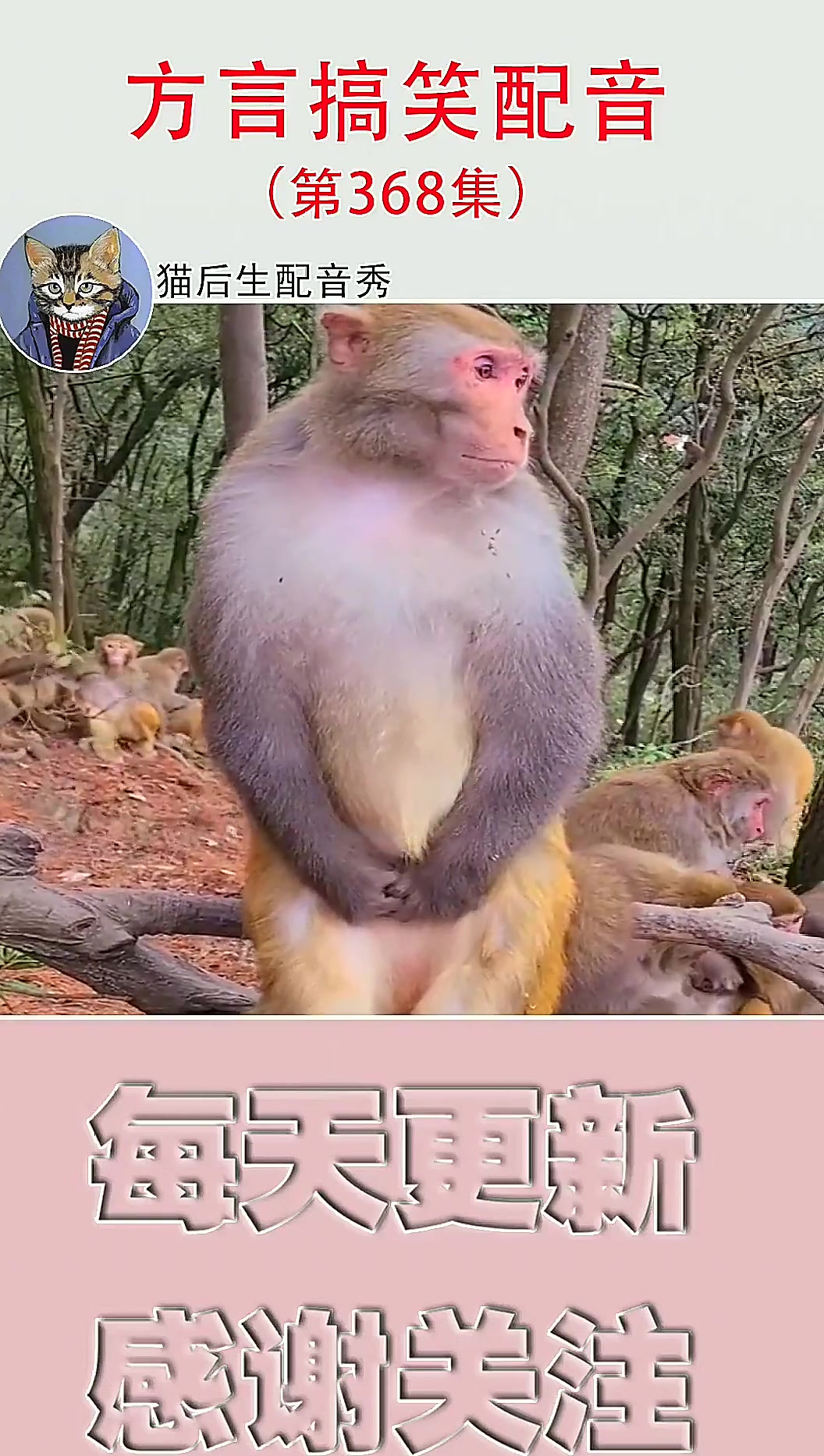 来吧壮士，干了这碗毒鸡汤！萌宠