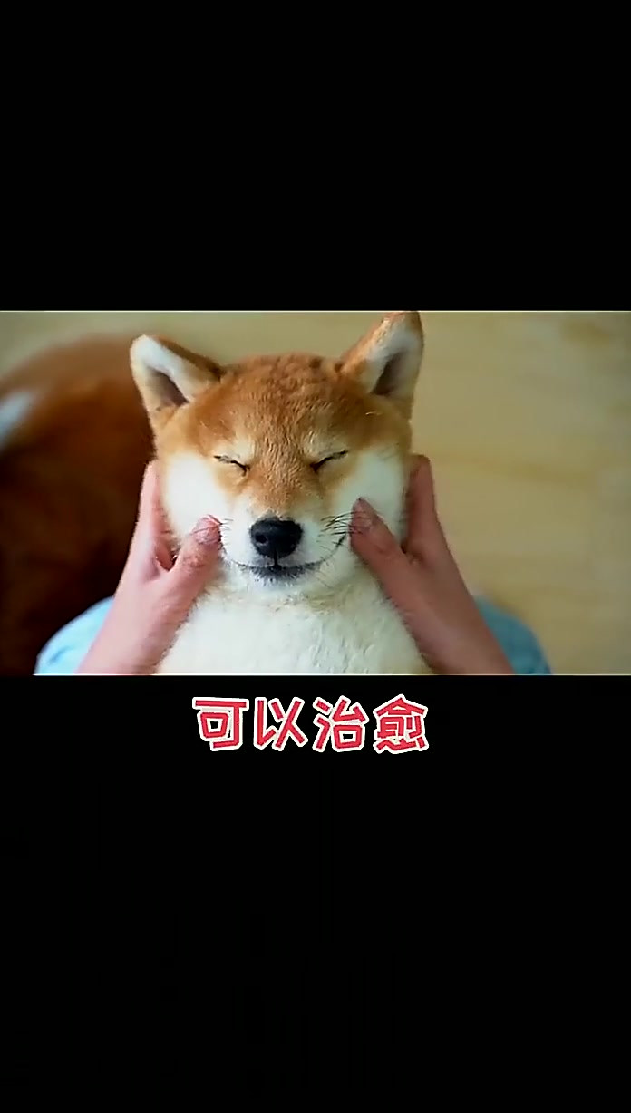 小柴犬不会笑怎么办?(1)宠物
