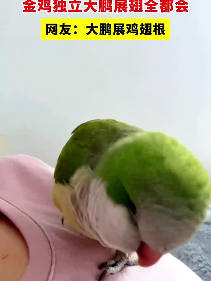 鹦鹉被开发出了新技能,金鸡独立大鹏展翅全都会,网友:大鹏展鸡