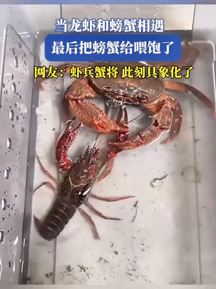 当小龙虾和螃蟹相遇，最后竟把螃蟹给喂饱了