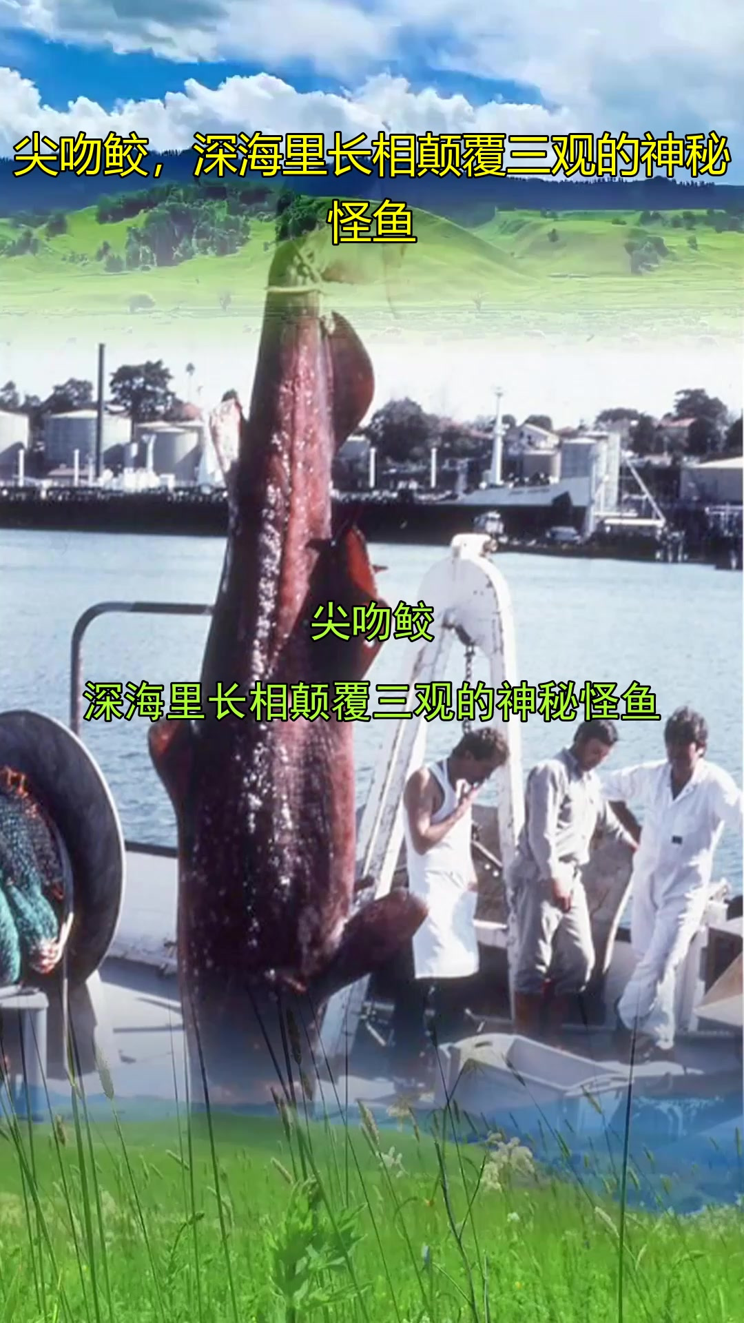 尖吻鲛,深海里长相颠覆三观的神秘怪鱼