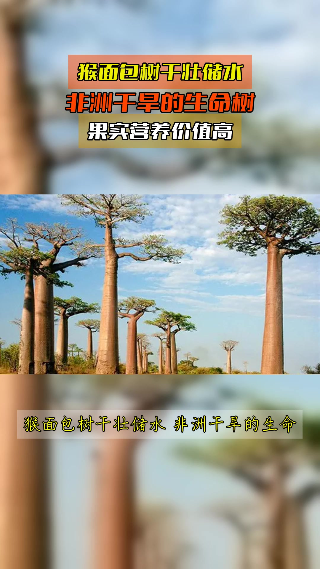 猴面包树干壮储水,非洲干旱的生命树,果实营养价值高
