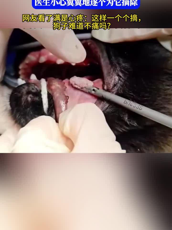 狗子因嘴里长菜花瘤就医，医生耐心地将肿瘤逐个摘除